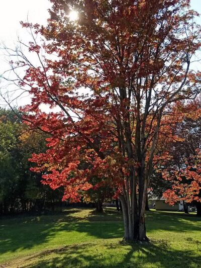 Walters Grove Park - Parma, OH