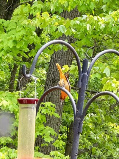 Watershed Stewardship Center - Parma, OH
