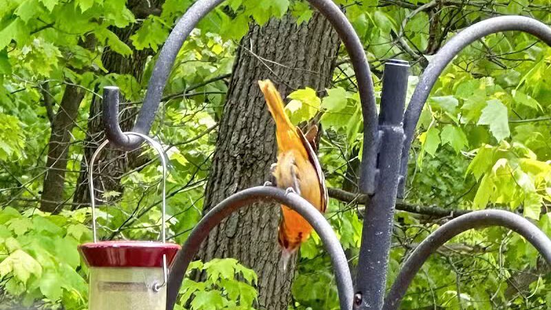 Watershed Stewardship Center - Parma, OH