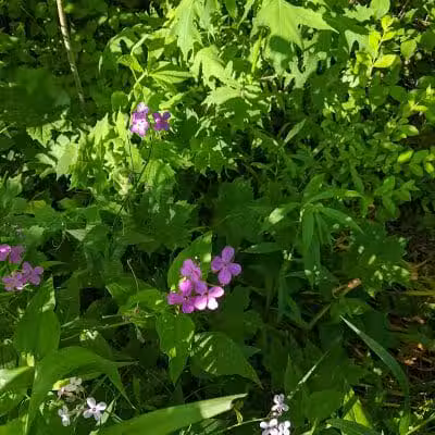 Pataskala Municipal Park - Pataskala, OH