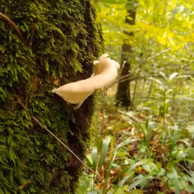 Shoemaker State Nature Preserve - Peebles, OH