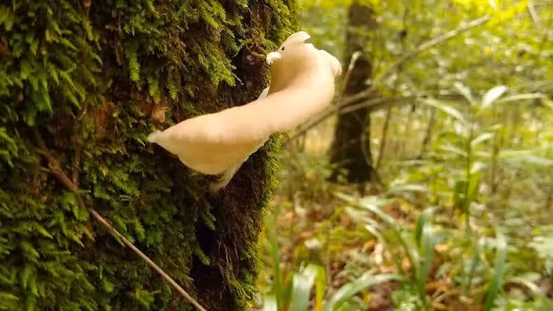 Shoemaker State Nature Preserve - Peebles, OH