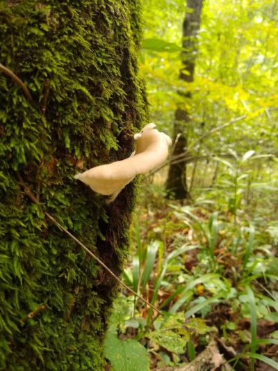 Shoemaker State Nature Preserve - Peebles, OH