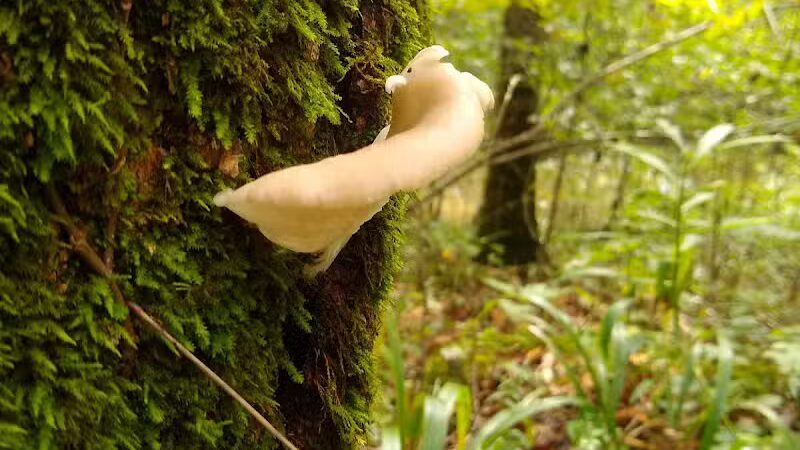 Shoemaker State Nature Preserve - Peebles, OH