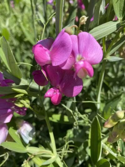 East Rim Trail - Peninsula, OH