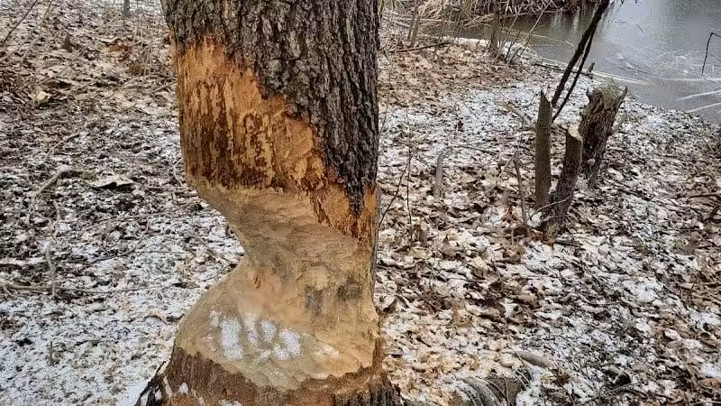 Horseshoe Pond - Peninsula, OH