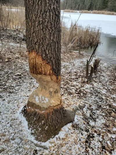 Horseshoe Pond - Peninsula, OH