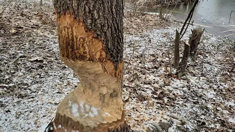 Horseshoe Pond - Peninsula, OH