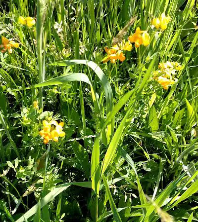 Horseshoe Pond - Peninsula, OH