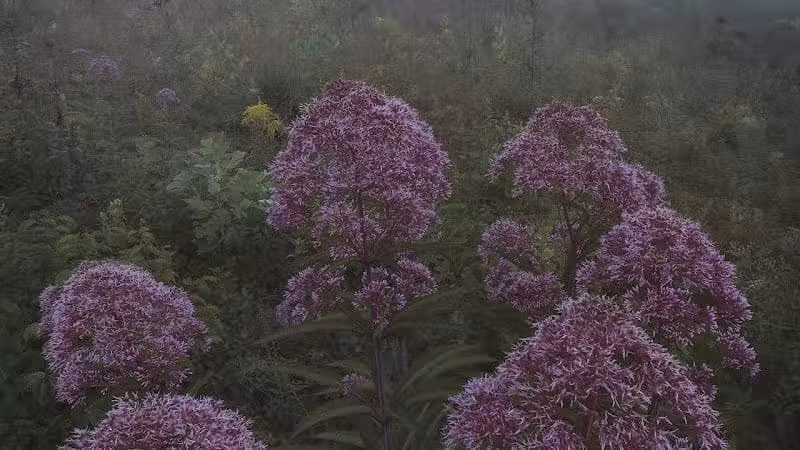 Kendall Hills - Peninsula, OH