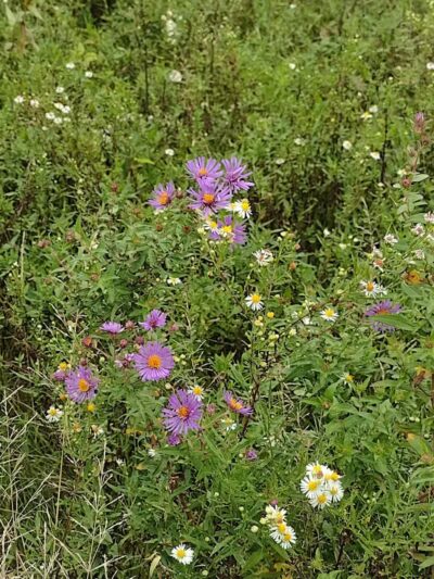 Kendall Hills - Peninsula, OH