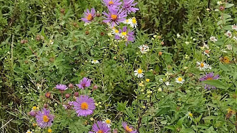 Kendall Hills - Peninsula, OH