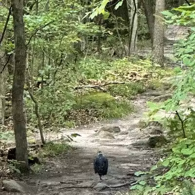 Ledges Overlook - Peninsula, OH