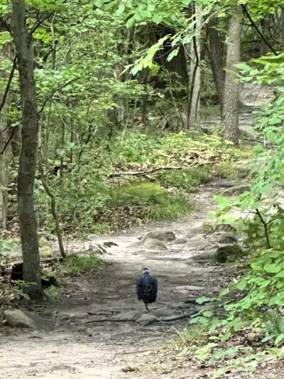 Ledges Overlook - Peninsula, OH