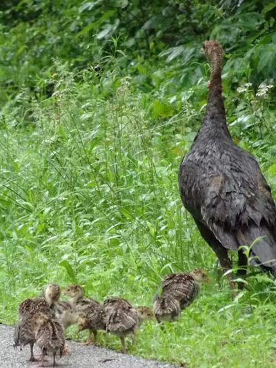 Octagon Shelter - Peninsula, OH