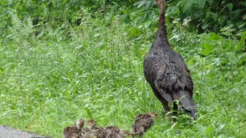 Octagon Shelter - Peninsula, OH