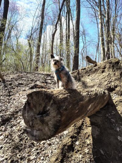 Octagon Shelter - Peninsula, OH