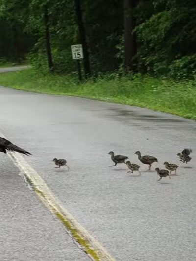 Octagon Shelter - Peninsula, OH