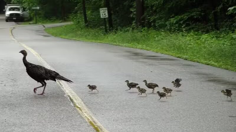 Octagon Shelter - Peninsula, OH