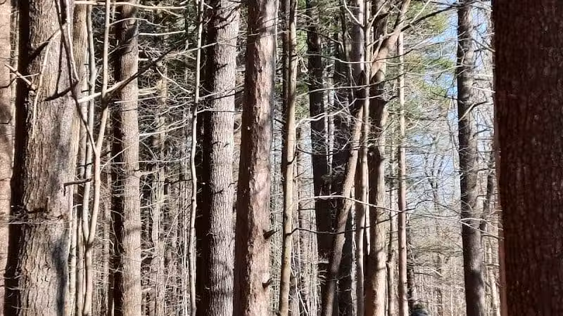 Pine Grove Trail Head - Peninsula, OH