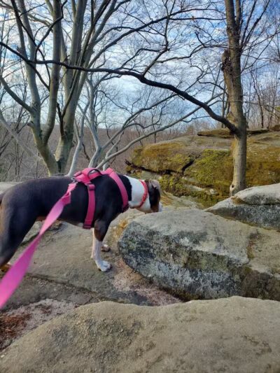 Pine Grove Trail Head - Peninsula, OH