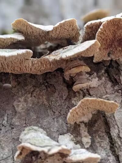 Riding Run Conservation Area - Peninsula, OH