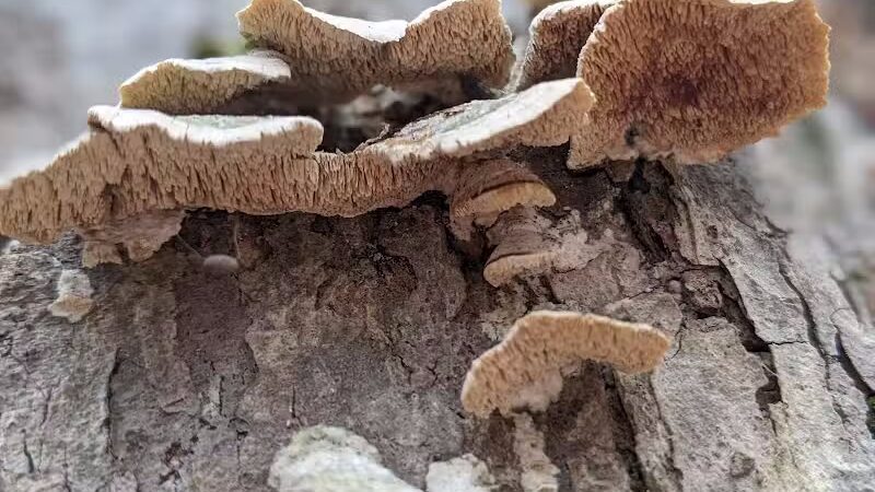 Riding Run Conservation Area - Peninsula, OH