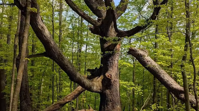 Riding Run Conservation Area - Peninsula, OH