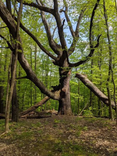 Riding Run Conservation Area - Peninsula, OH