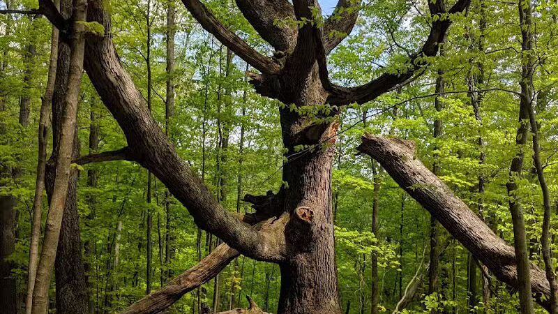 Riding Run Conservation Area - Peninsula, OH
