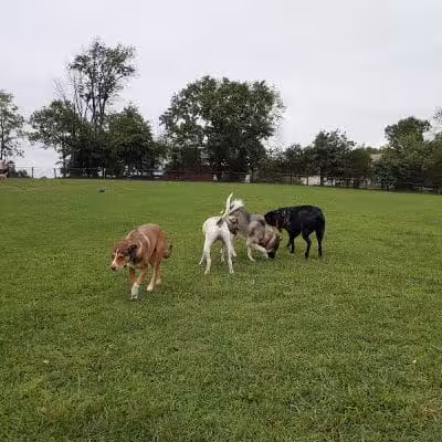Speelhoffer Dog Park - PERKIOMENVLLE, PA