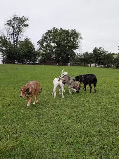 Speelhoffer Dog Park - PERKIOMENVLLE, PA