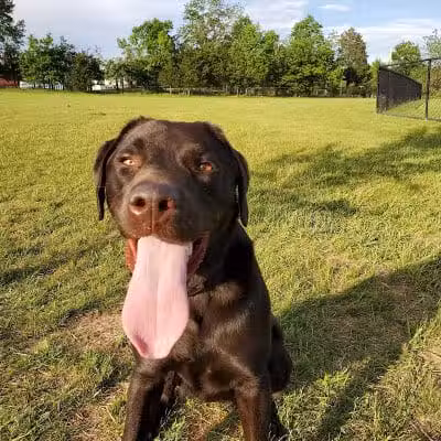 Speelhoffer Dog Park - PERKIOMENVLLE, PA