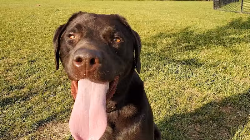Speelhoffer Dog Park - PERKIOMENVLLE, PA