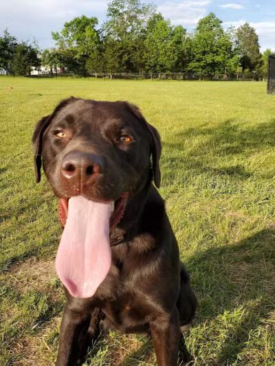 Speelhoffer Dog Park - PERKIOMENVLLE, PA