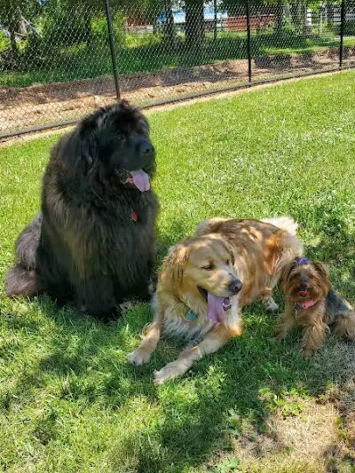 Speelhoffer Dog Park - PERKIOMENVLLE, PA