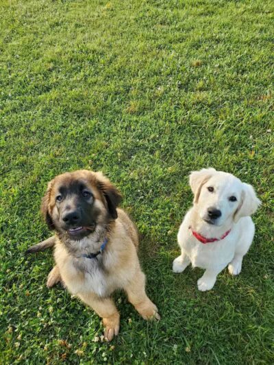 Speelhoffer Dog Park - PERKIOMENVLLE, PA