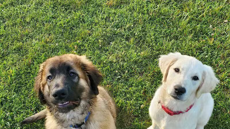 Speelhoffer Dog Park - PERKIOMENVLLE, PA