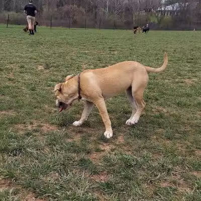 Speelhoffer Dog Park - PERKIOMENVLLE, PA