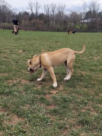 Speelhoffer Dog Park - PERKIOMENVLLE, PA