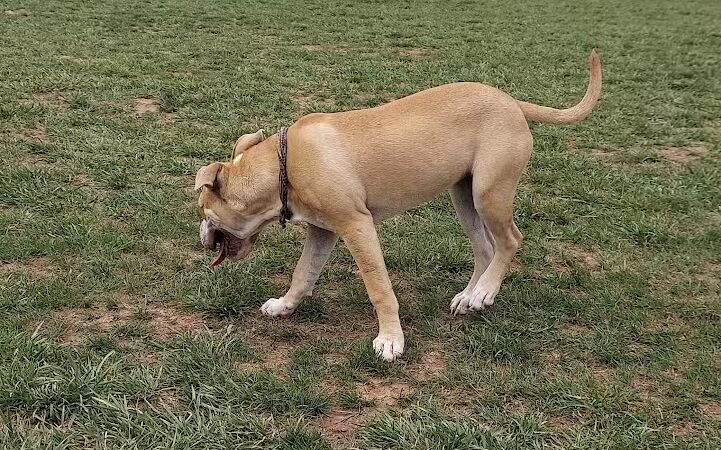 Speelhoffer Dog Park - PERKIOMENVLLE, PA