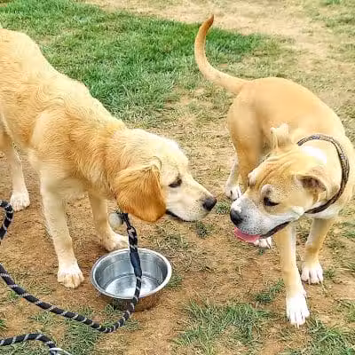 Speelhoffer Dog Park - PERKIOMENVLLE, PA
