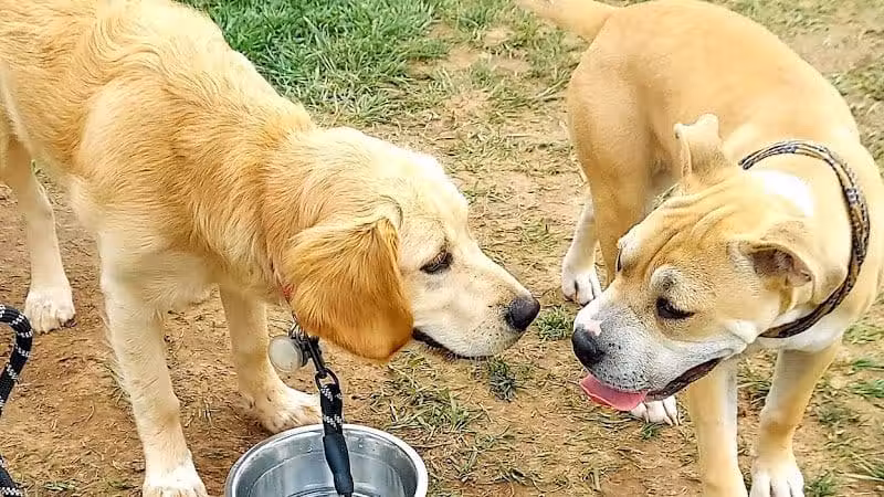 Speelhoffer Dog Park - PERKIOMENVLLE, PA