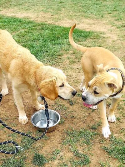 Speelhoffer Dog Park - PERKIOMENVLLE, PA