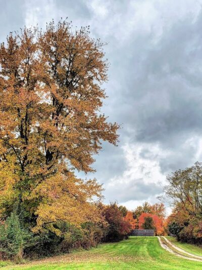 Canine Paradise - Perry, OH