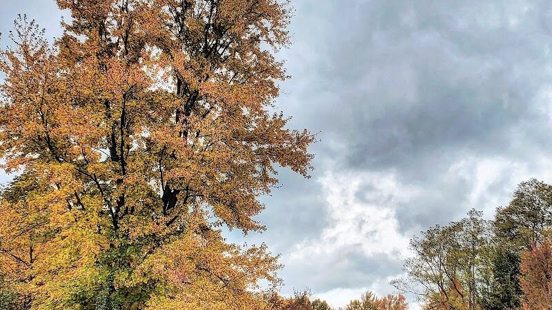 Canine Paradise - Perry, OH