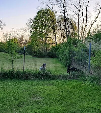 Canine Paradise - Perry, OH