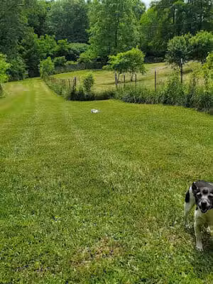 Canine Paradise - Perry, OH