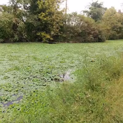 Longford Park/Reynolds' Dog Park - Phoenixville, PA