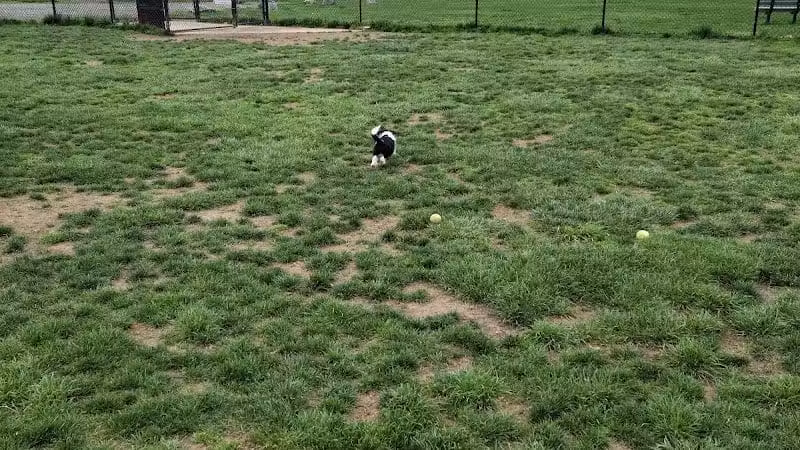 Longford Park/Reynolds' Dog Park - Phoenixville, PA